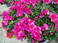 杜鹃花